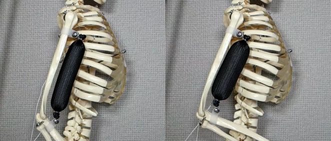 El músculo artificial levanta el brazo de un esqueleto a una posición de 90 grados./ Aslan Miriyev
