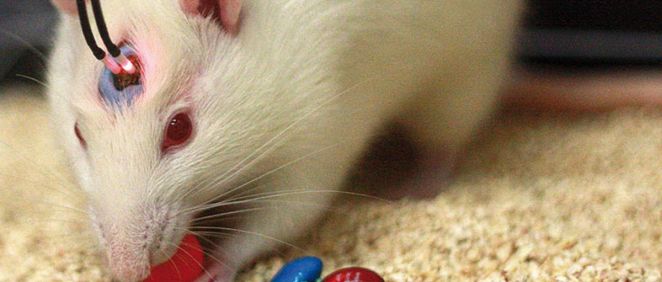 Sin necesidad de recurrir a la cirugía, la luz permite manipular el cerebro de los ratones.