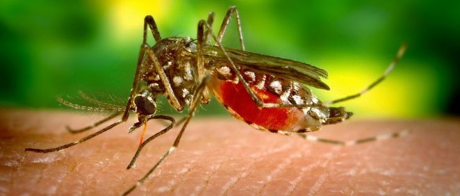 Determinados tipos de mosquitos son los principales vectores de transmisión de estas enfermedades