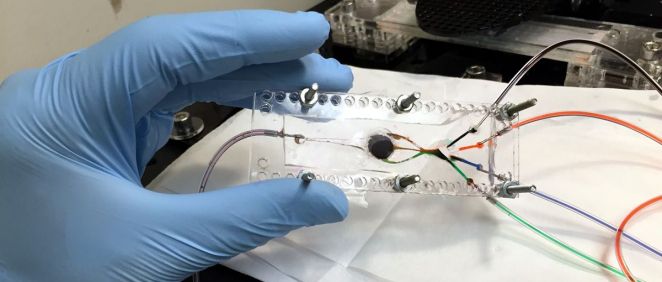 Un equipo de investigadores de la UCLA ha desarrollado una nueva técnica de impresión 3D que crea tejidos complejos para su uso en trasplantes o estudiar enfermedades.
