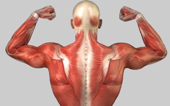 Músculos “robustos” diseñados a partir de un chip de gelatina, útiles contra la ELA