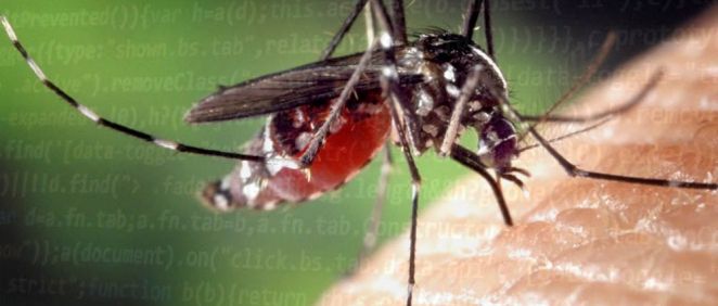 Una plataforma de inteligencia artificial diagnostica el virus zika
