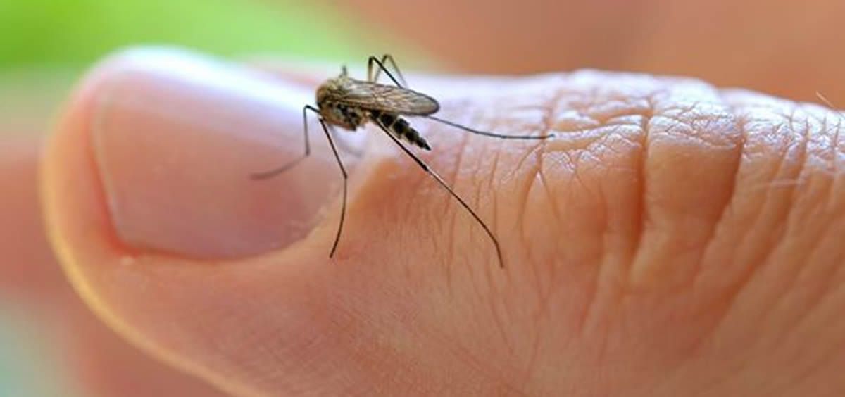 Las enfermedades tropicales pueden ser transmitidas al hombre por insectos portadores de virus, bacterias y parásitos.