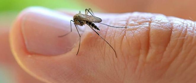 Las enfermedades tropicales pueden ser transmitidas al hombre por insectos portadores de virus, bacterias y parásitos.