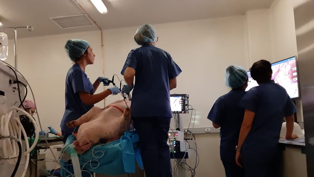 Curso piloto de cirugía laparoscópica ginecológica en modelo animal