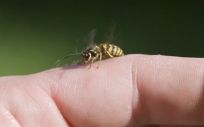 Aumentan las alergias graves a las picaduras de abejas y avispas (Foto. Freepik)
