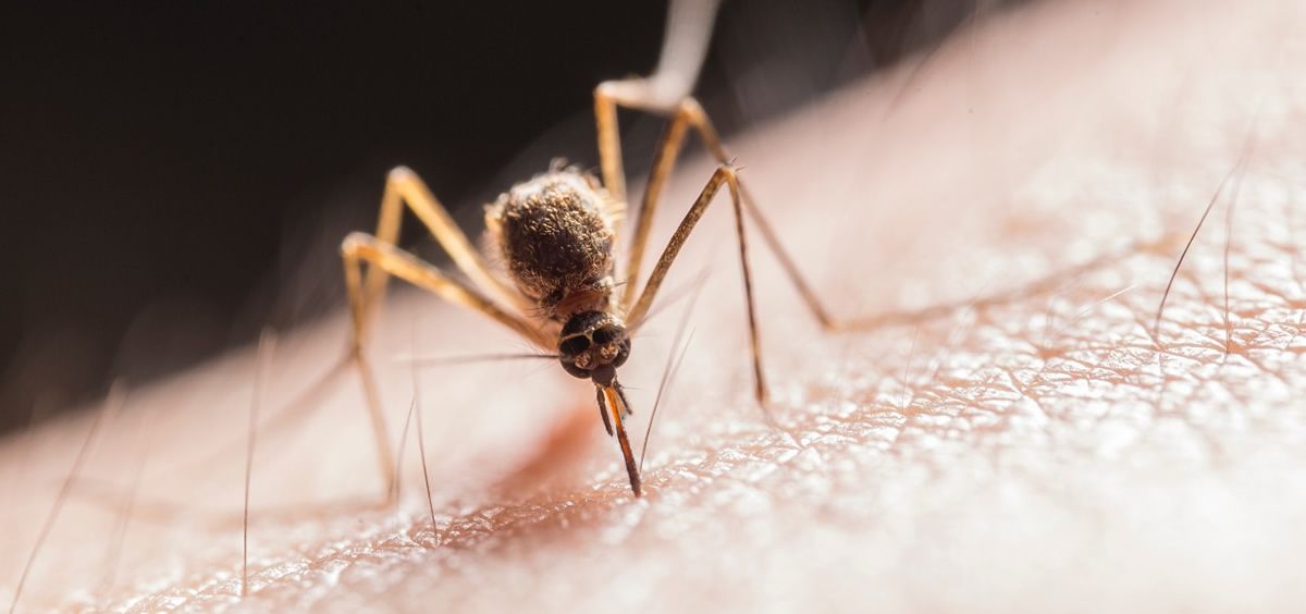 Mosquito (Foto. Ministerio de Ciencia)