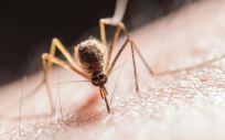 Mosquito (Foto. Ministerio de Ciencia)