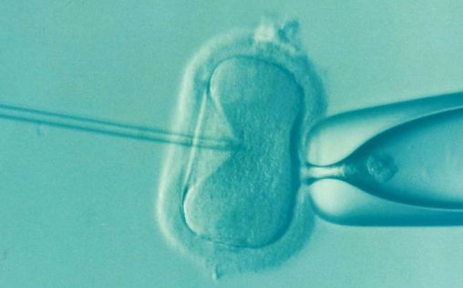 Descubren la razón por la que los embriones de fecundación in vitro entran en parada de desarrollo