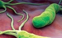 Nuevo consenso para optimizar el tratamiento del Helicobacter Pylori