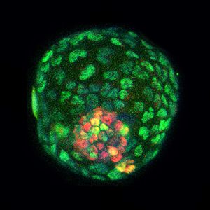 Estructuras similares a blastocitos (Foto. Instituto SalkWaitt Advanced Biophotonics Core Facility)