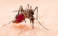 Enfermedades como el dengue podrían romper sus barreras geográficas habituales (Foto. Freepik)