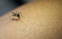 Problemas del virus Zika (Foto. Freepik)