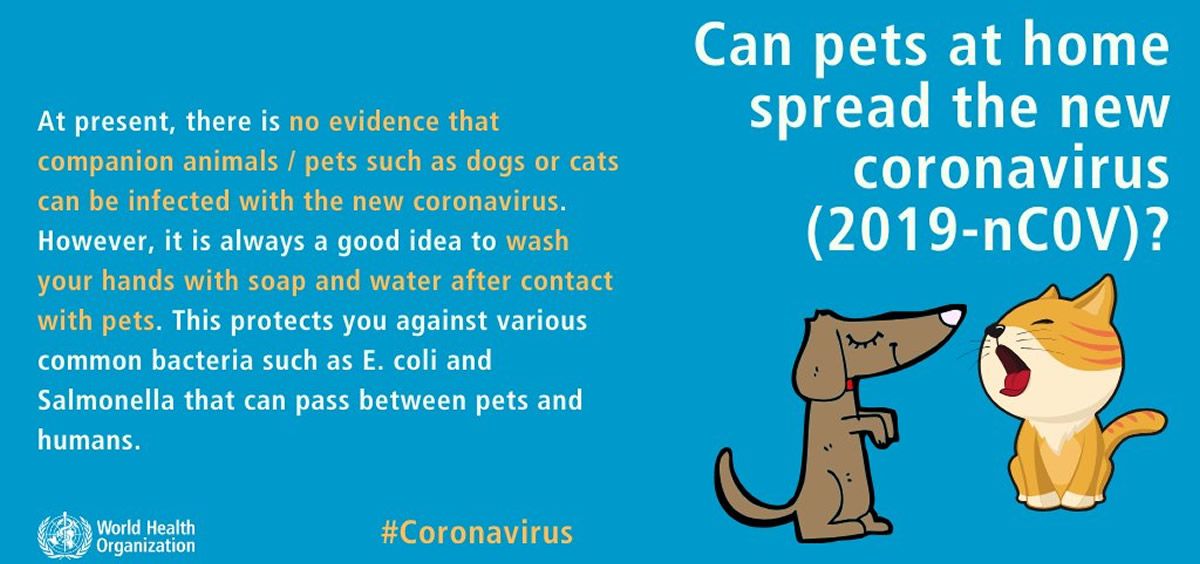 mascotas coronavirus
