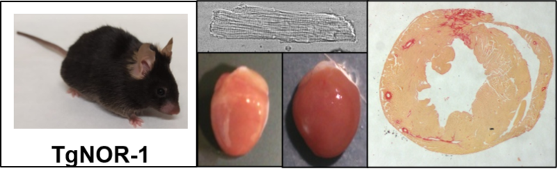 Los animales transgénicos para NOR 1 tienen células cardiacas de mayor tamaño y mayor predisposición a desarrollar hipertrofia y a acumular colágeno en el miocardio (Foto. ConSalud)