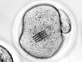 Imagen del chip dentro del óvulo (Foto. CSIC)