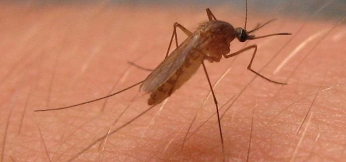 Culex pipiens, mosquito del virus del Nilo Occidental en América del Norte (Foto. JOSEPH HOYT   Archivo EP)