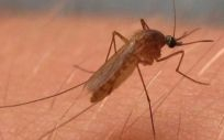 Culex pipiens, mosquito del virus del Nilo Occidental en América del Norte (Foto. EP)