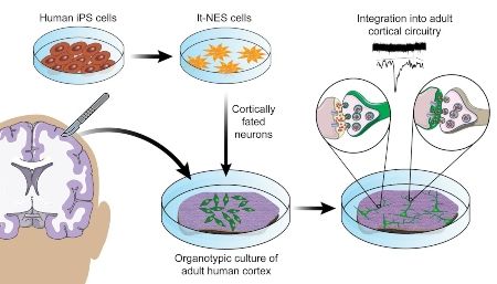 Las células madre neuroepiteliales (It NES) convertidas en neuronas corticales se diferencian y maduran cuando se trasplantan ex vivo en cultivos organotípicos de corteza cerebral de un adulto (Foto. EP)