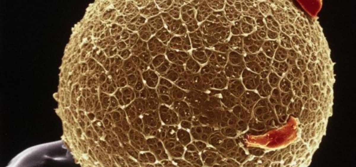 Imagen de un óvulo tomada con micrografía electrónica de barrido. (Foto. Yorgos Nikas)