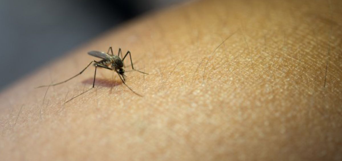 Mosquito (Foto. Freepik)