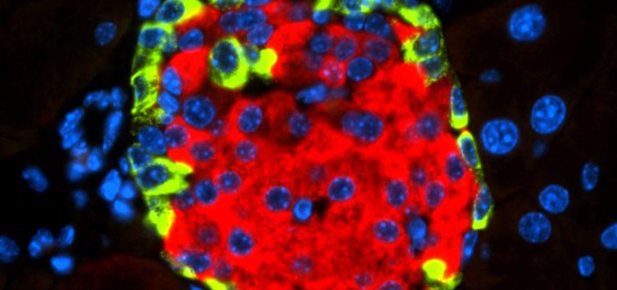 Islotes de Langerhans con insulina secretada por las células beta (en rojo) y glucagón secretado por las células alfa (en verde). (Foto. CNIO)