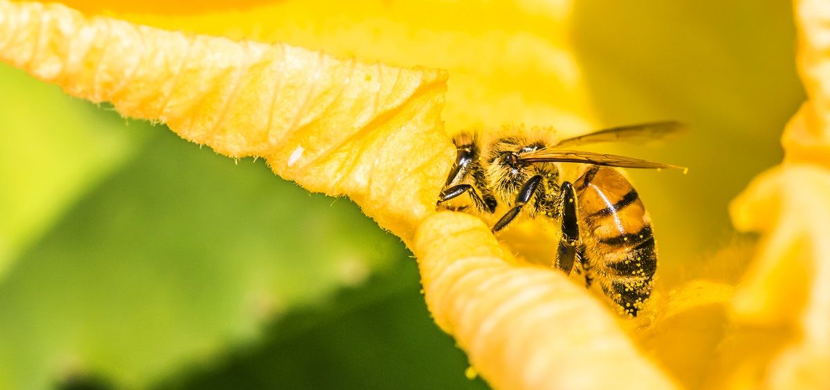 La jalea real es producida por las abejas, que son los insectos responsables de la polinización. (Foto: Freepik)