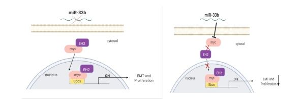 Mecanismo de acción propuesto, que sugiere que EZH2 es una diana indirecta de miR 33b a través de la regulación de MYC en cáncer de mama HER2+.