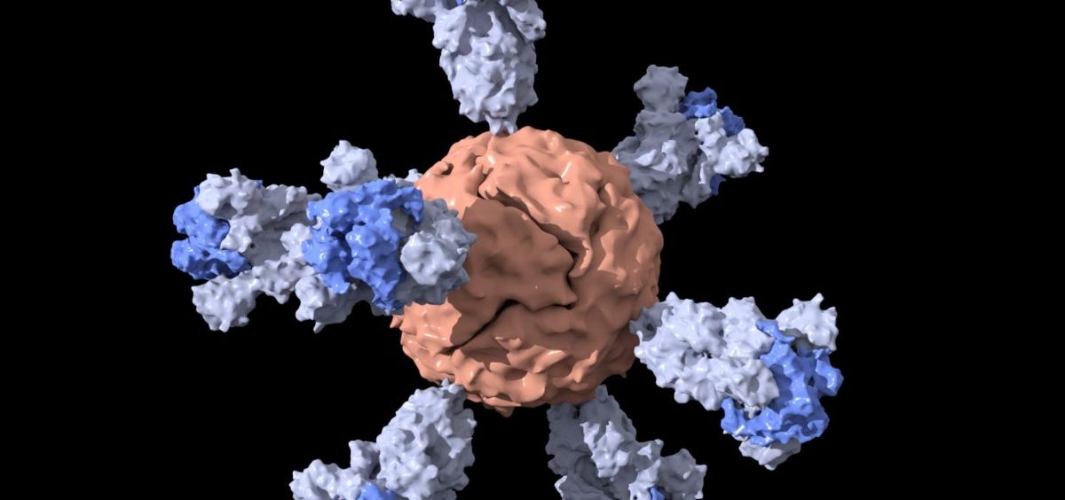 Una visualización esquemática de la nanopartícula de ferritina con proteínas de pico de coronavirus acortadas, que es la base de una vacuna candidata. (Foto. Duo Xu)