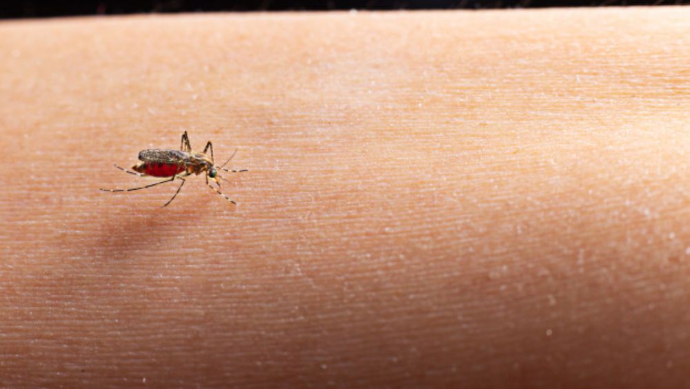 Primer plano de un mosquito (Foto. Freepik)