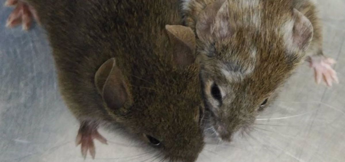 Estos ratones son hermanos y deberían ser los dos marrones, pero uno de ellos se ha modificado con la técnica CRISPR y de ahí el cambio de color. (Foto. CENTRO DE INVESTIGACIÓN DEL CÁNCER   Archivo)