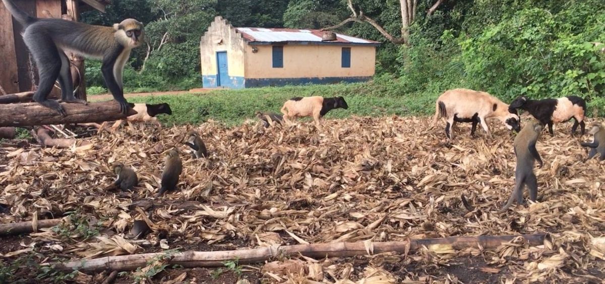 Los primates y el ganado exploran los terrenos fuera de una residencia en Ghana. (Foto. TERRA KELLY, UC DAVIS)