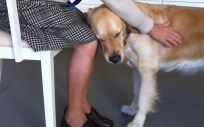Los perros ayudan en las terapias del Alzheimer y la demencia (Fotos: Cedidas por el CRE Alzheimer)