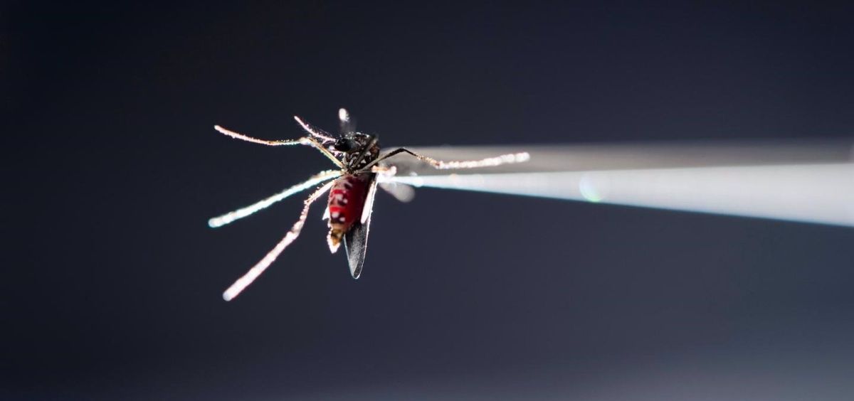 Mosquito Aedes aegypti zika (Foto. JEFF MILLER UNIVERSITY OF WISCONSIN MADISON)
