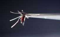 Mosquito Aedes aegypti zika (Foto. JEFF MILLER UNIVERSITY OF WISCONSIN MADISON)