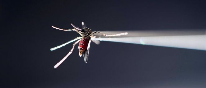 Mosquito Aedes aegypti (Foto. JEFF MILLER UNIVERSITY OF WISCONSIN MADISON)