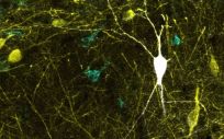 Neurona inhibidora del hipocampo registrada y teñida in vivo (Foto. Elena Cid. CSIC)
