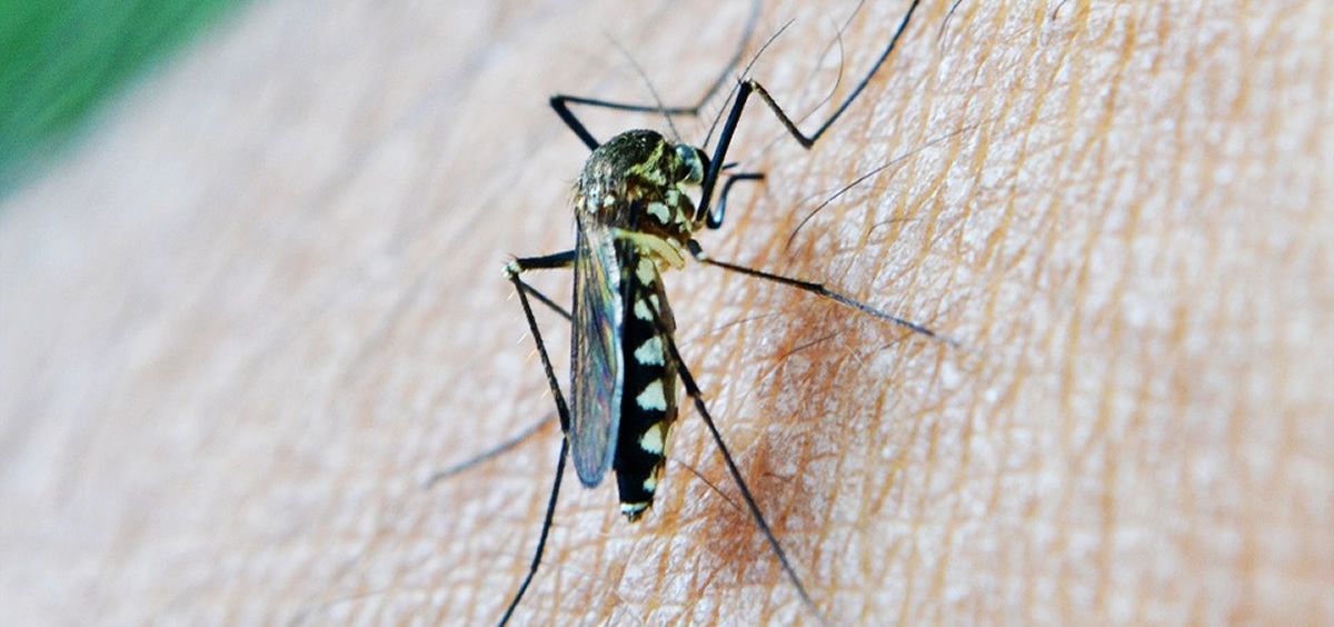 La presencia de mosquitos e insectos aumenta con el calor  (Foto. Pixabay)