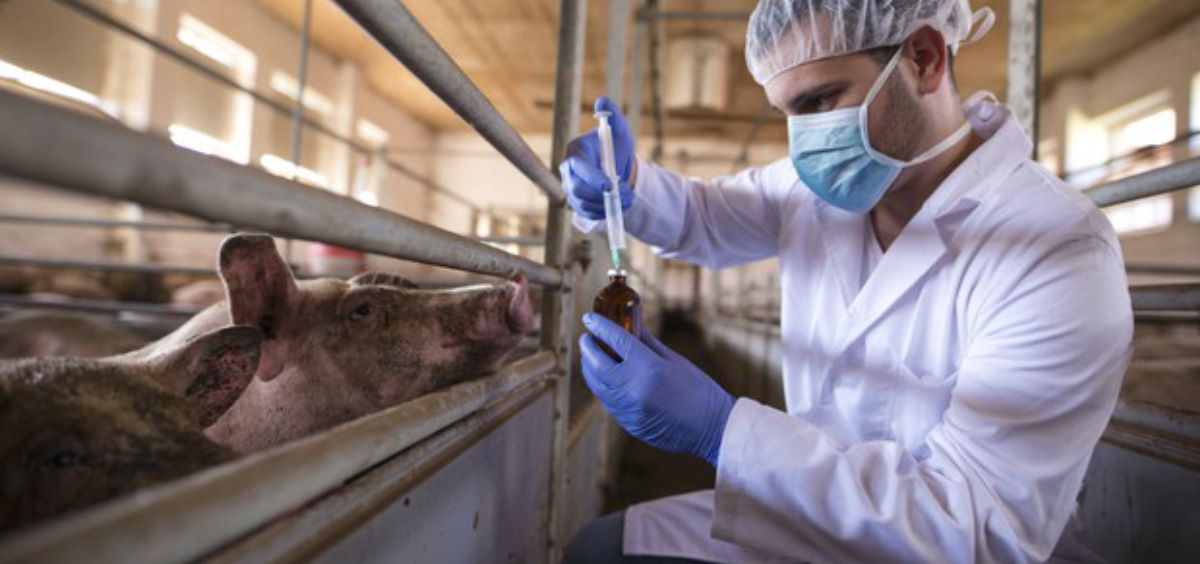 Veterinario administrando medicamentos en una granja porcina (Foto. Freepik)