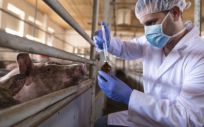 Veterinario administrando medicamentos en una granja porcina (Foto. Freepik)