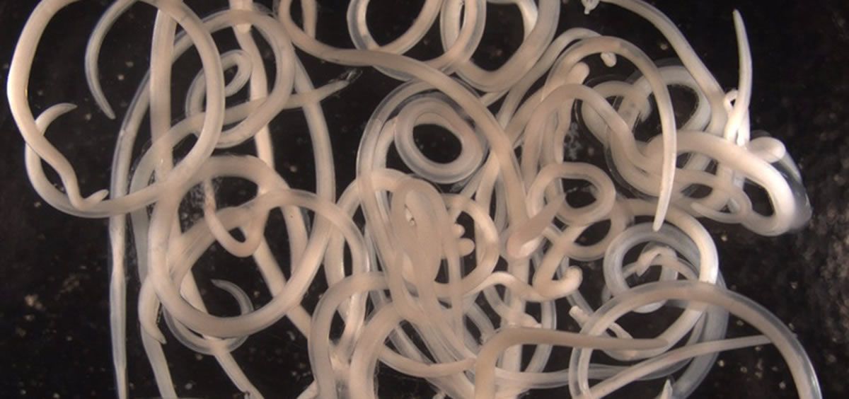 Ejemplares de Anisakis extraídos de una merluza infectada (Foto: ALFONSO NAVAS/CSIC)