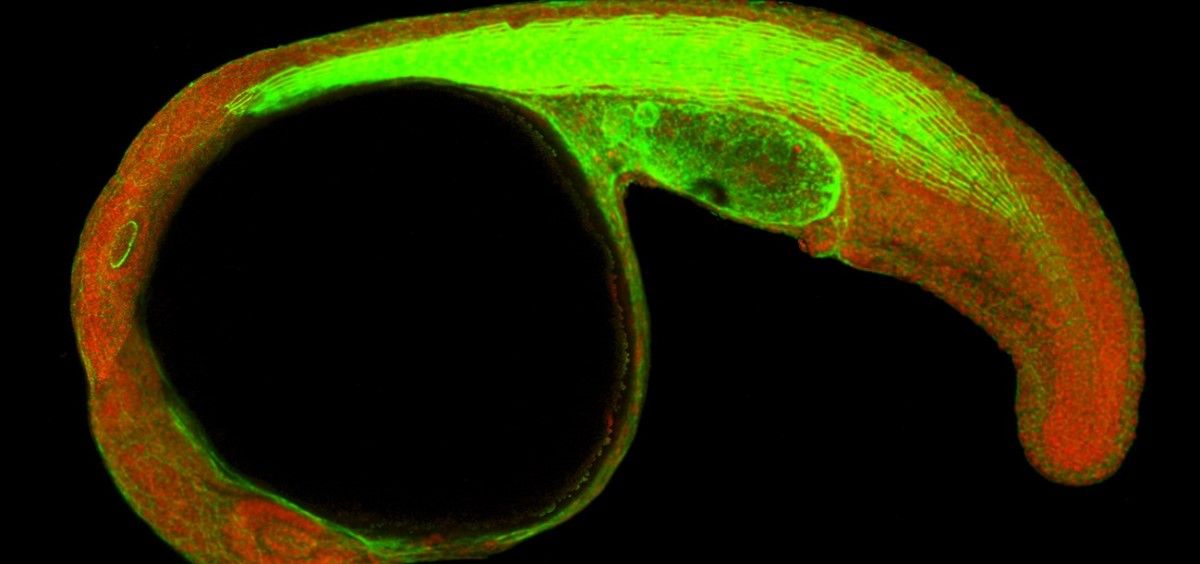 Imagen de microscopía confocal de un embrión de pez cebra (Danio rerio) en la que se puede ver la proteína CTCF en el núcleo celular (rojo) y los filamentos de actina del citoesqueleto celular (verde). (Foto. CABD)