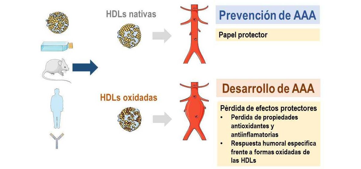Los niveles circulantes de los anticuerpos anti HDL MDA podrían tener valor como biomarcador diagnóstico y pronóstico del aneurisma aórtico abdominal (UCC+i CIBER)