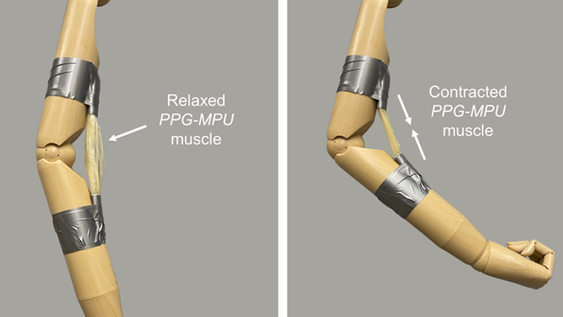Proceso de movimiento del braco con el polímero crado (Foto, Universidad de California)