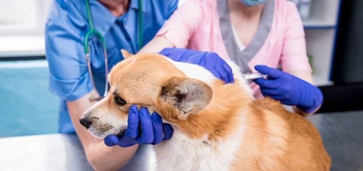 Veterinarios vacunando a un perro (Foto. Freepik)
