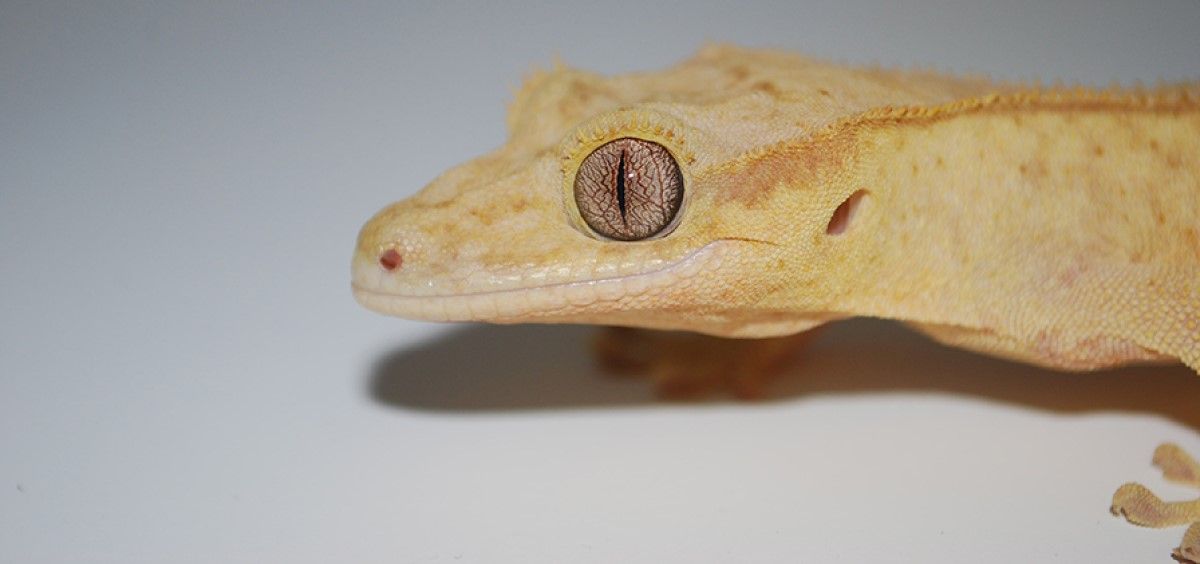 Gecko enlutado, una especie de lagarto utilizada en el estudio. (Foto. Laboratorio de Thomas Lozito. USC)