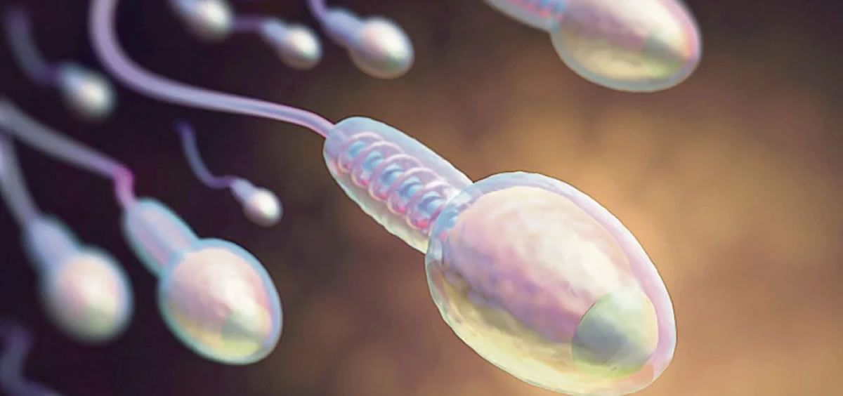 Desarrollan espermatozoides a partir de células madre de monos