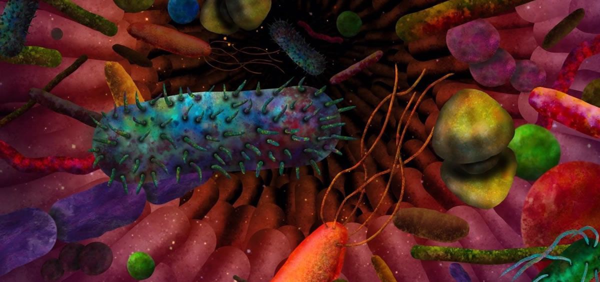 Ilustración de bacterias intestinales (Foto: Caltech)