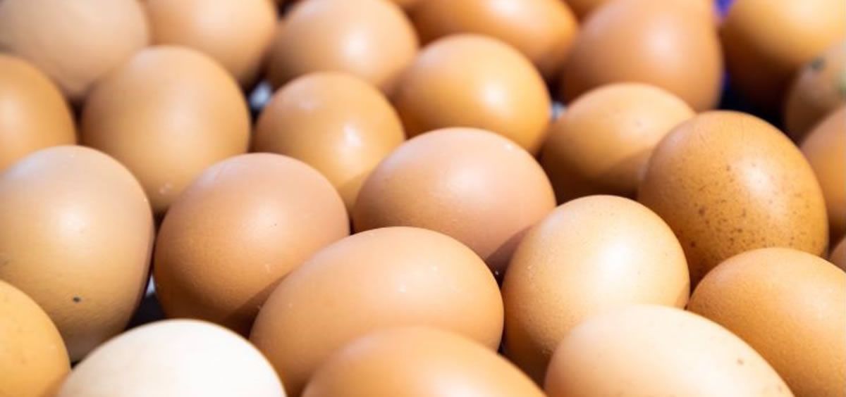 Huevos (Foto: Inprovo)