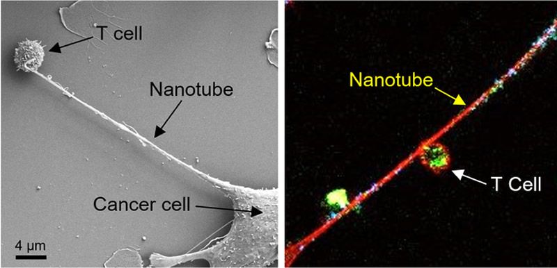Imagen de los nanotubos llegando a las células T (Foto. del estudio)